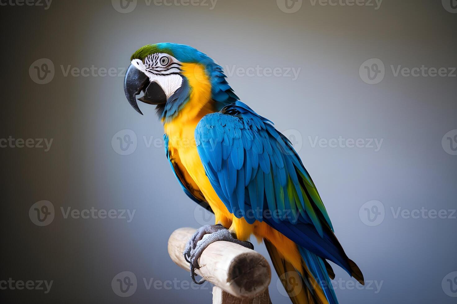 A stunning blue and gold macaw perches elegantly, displaying its vivid colors and intricate feather patterns. photo
