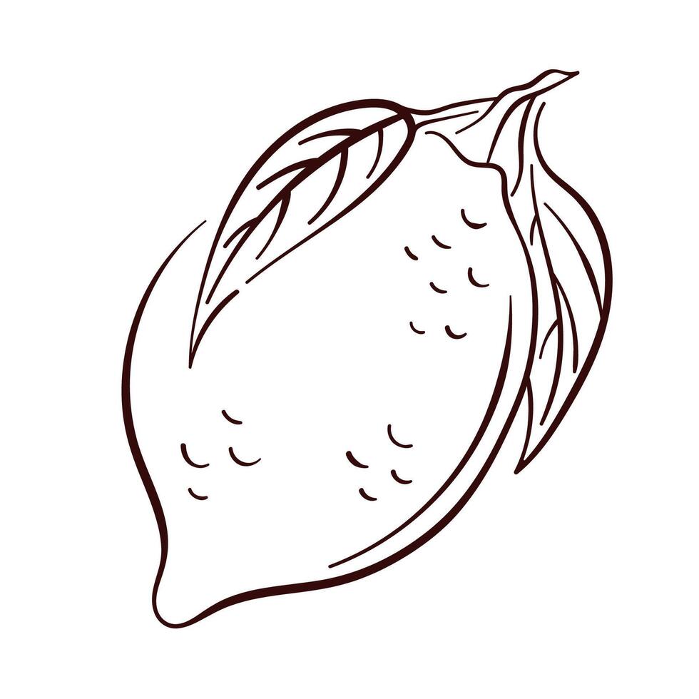 Whole lemon with leaves in line art style. Sketch illustration for floral design, food packaging and restaurant, cafe menu. Isolated on a white background. vector