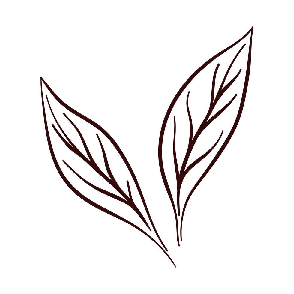Elegant Leaf Design of lemon in line art style. Botanical design for aromatherapy, organic cosmetics, medicine isolated on a white background. vector