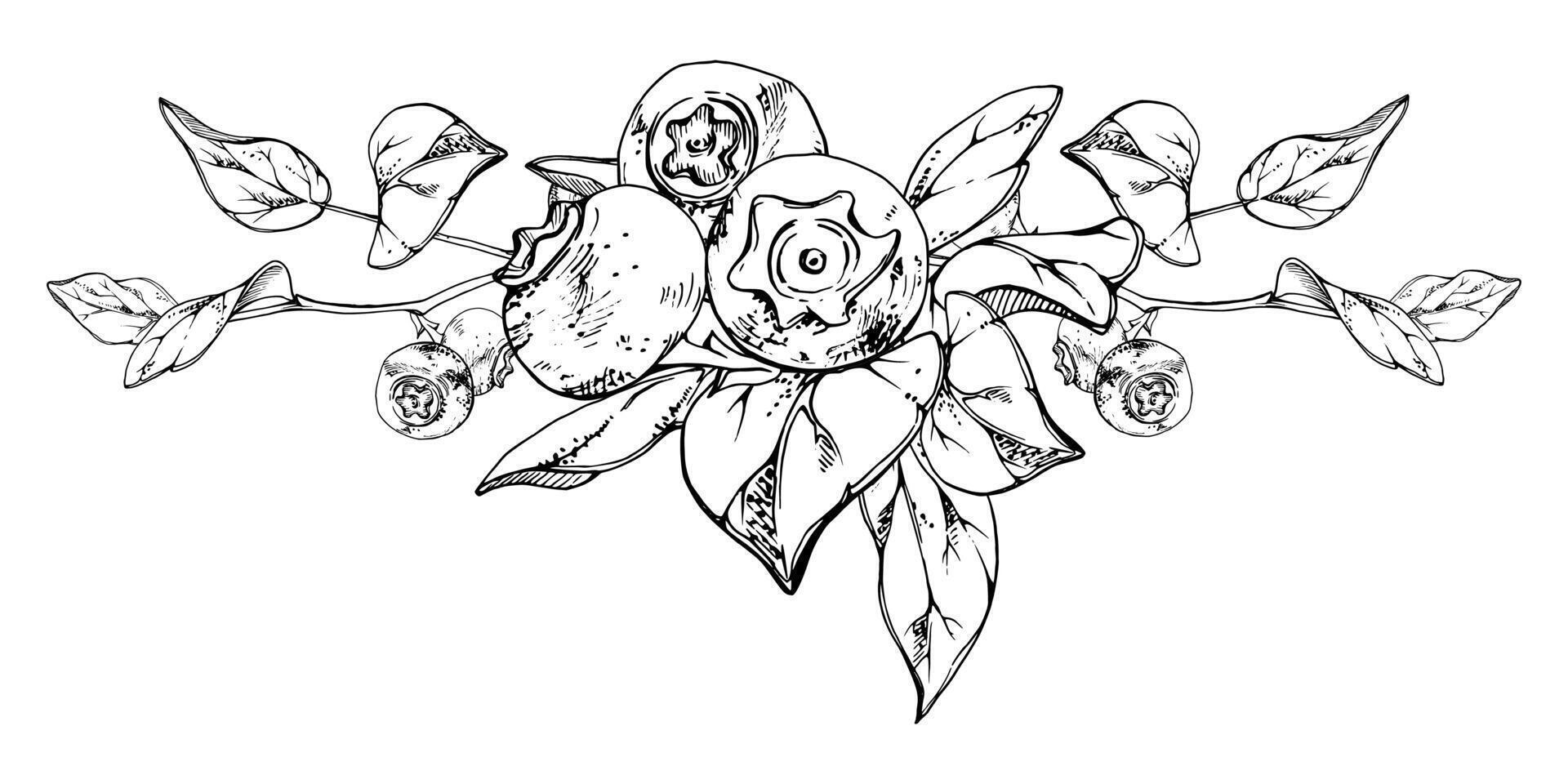 Blueberry blackberry bunch with plant leaves on branch, hand drawn in ink , ripe forest berry. Isolated botanical illustration garland, for restaurant, dessert cafe menu, wedding, farmers market vector