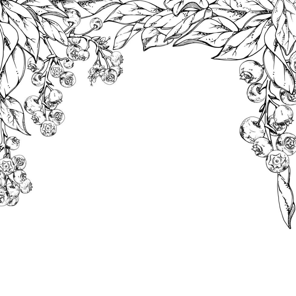 Blueberry blackberry cluster with plant leaves on branch, hand drawn in ink , ripe forest berry. Isolated square frame botanical illustration for restaurant, cafe menu, wedding, farmers market vector
