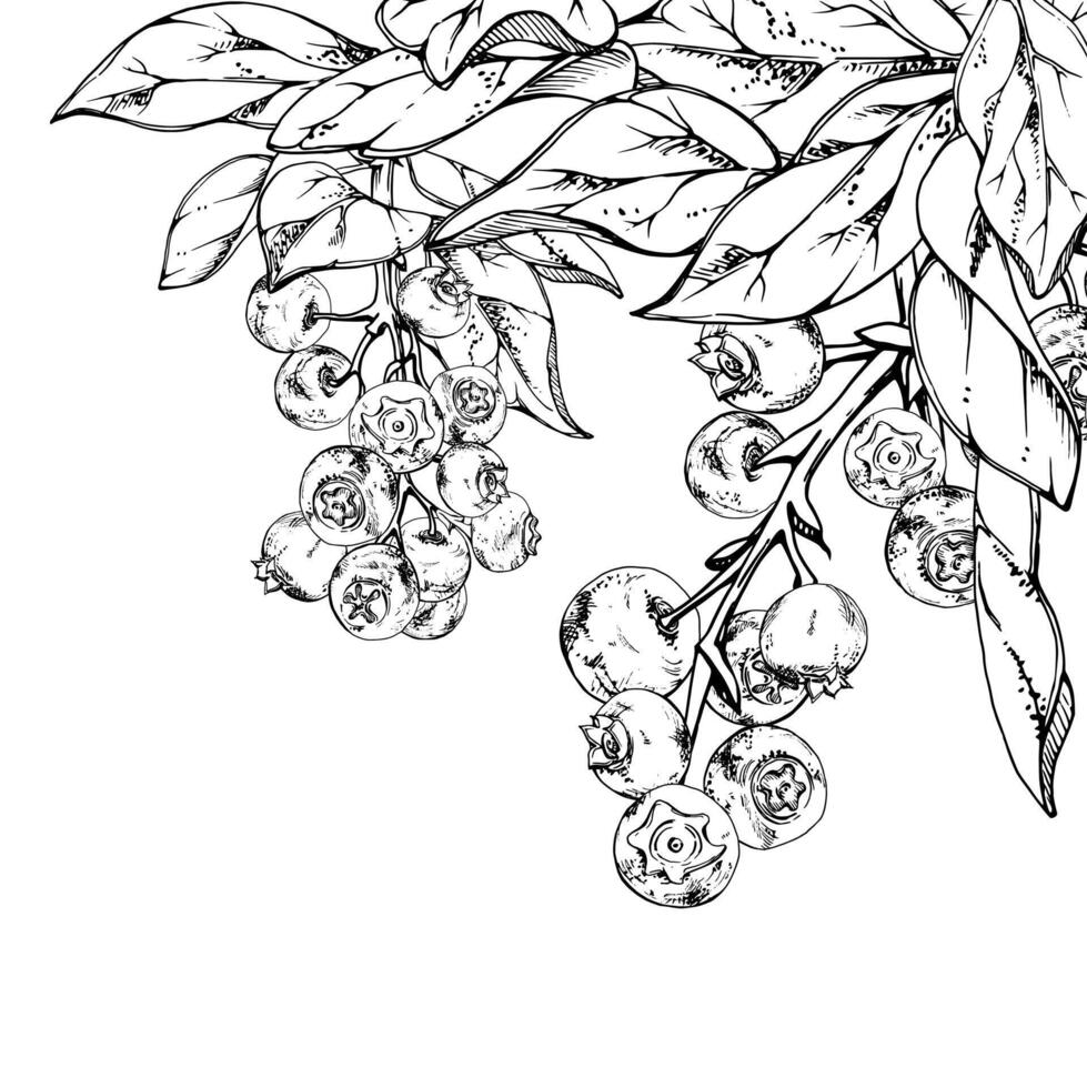 Blueberry blackberry cluster group with plant leaves foliage on branch, hand drawn in ink , ripe forest berry. Isolated botanical illustration, for restaurant, dessert cafe menu, farmers market vector