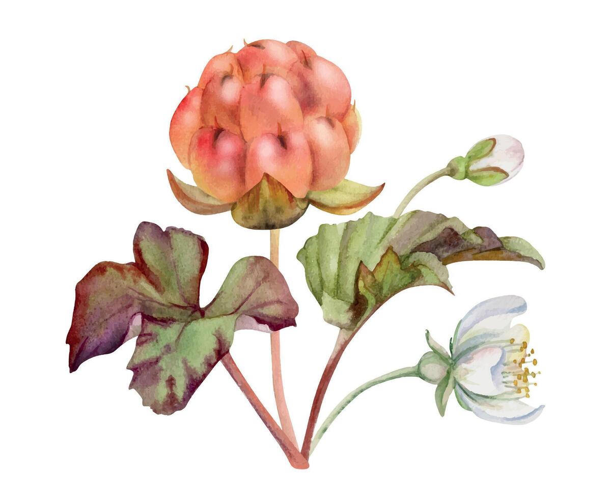 Cloudberry raspberry with white flowers, hand drawn in watercolor, ripe Scandinavian forest berry on stems. Boutonniere isolated botanical illustration. Restaurant, farmers market, dessert cafe menu vector