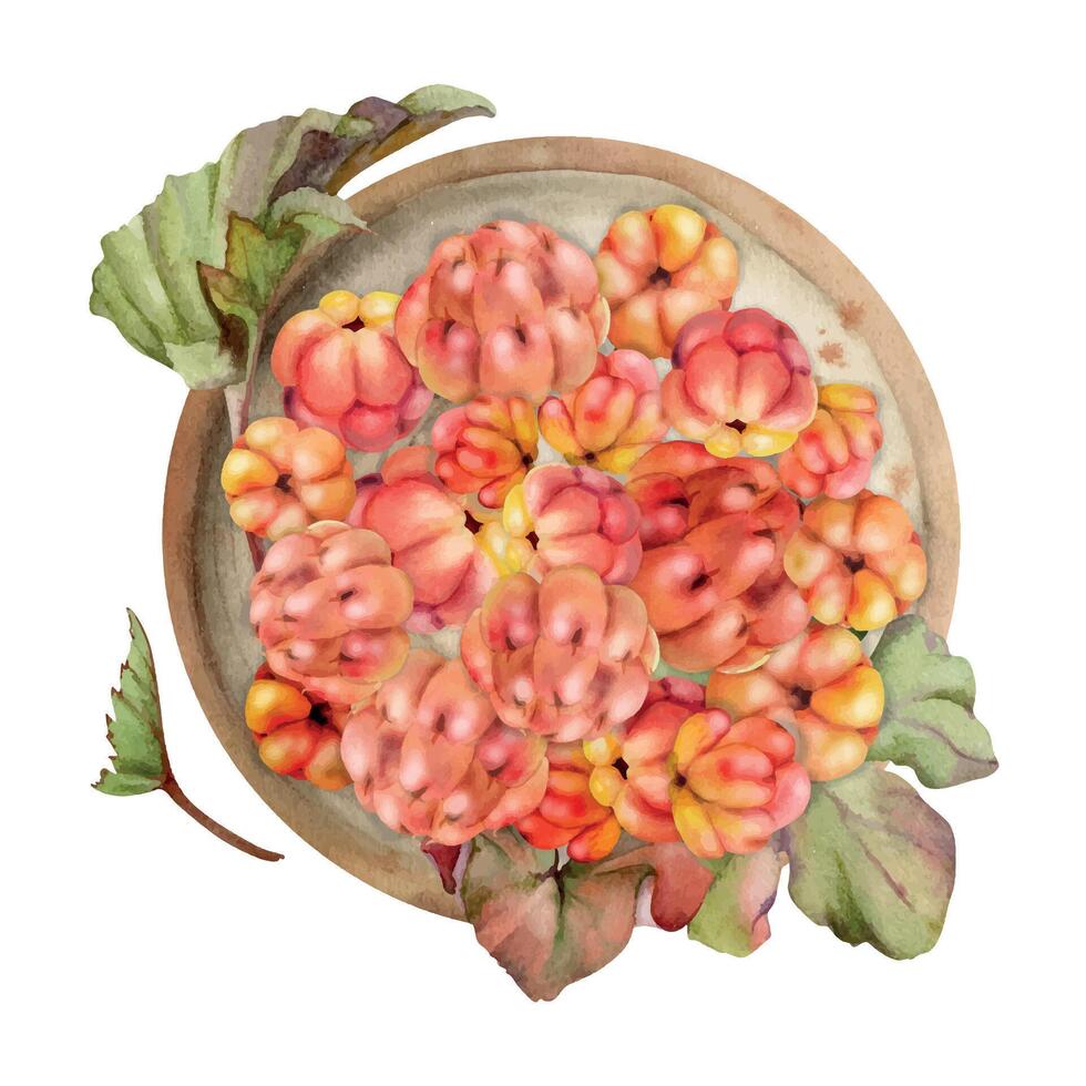 Cloudberry raspberry heap on ceramic plate, green leaves, hand drawn in watercolor, red forest berry. Isolated illustration for restaurant, dessert cafe menu, home preserves, farmers market harvest vector