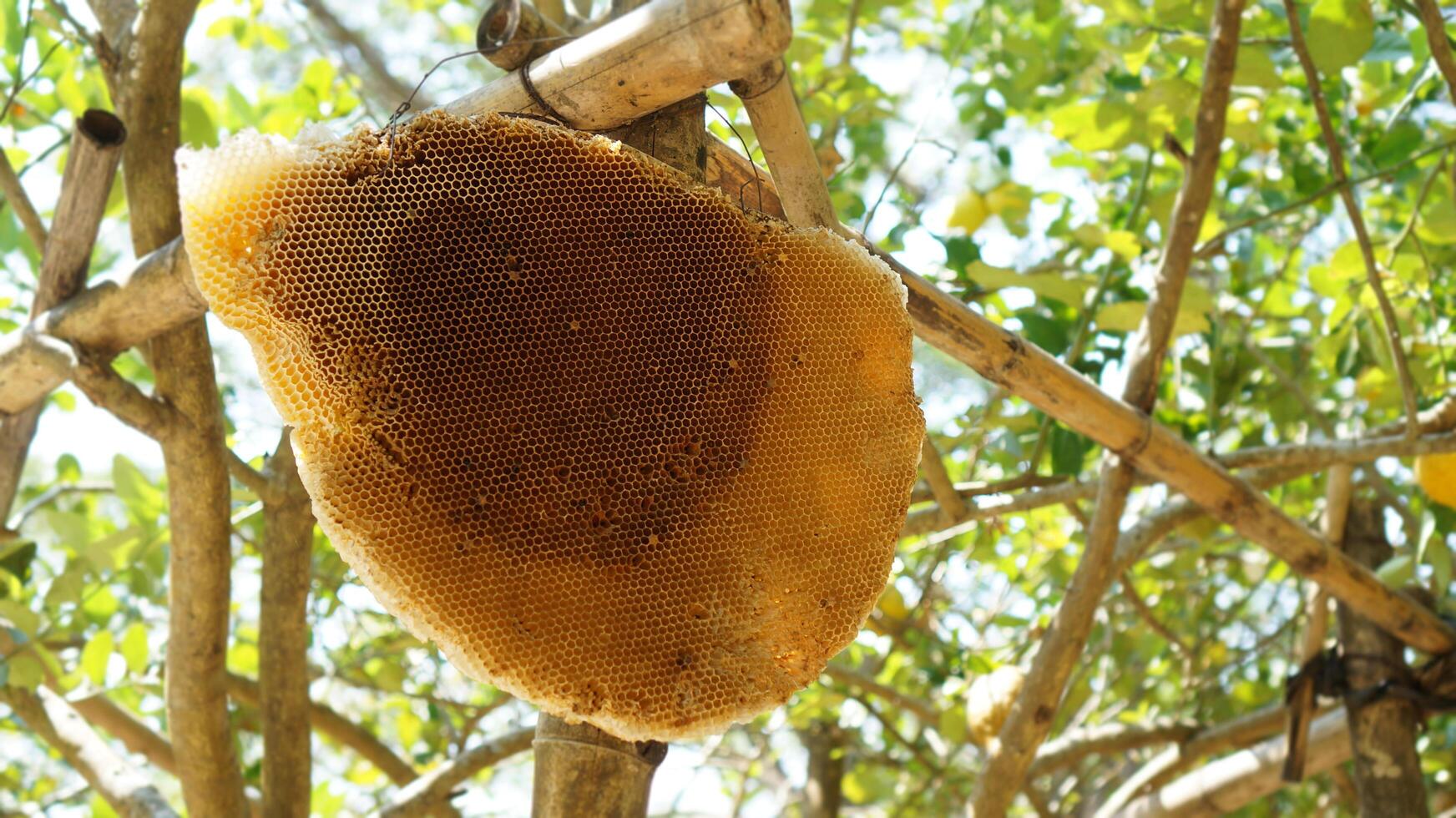 Honeycomb hanging from a tree branch in a tropical setting during daytime photo