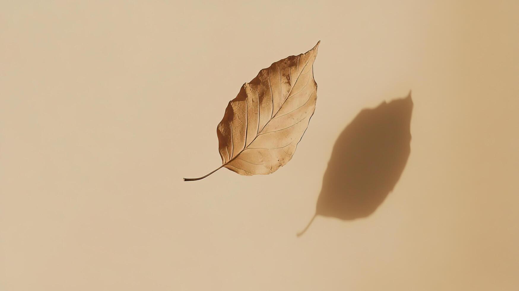 A leaf is shown on a wall with a shadow photo
