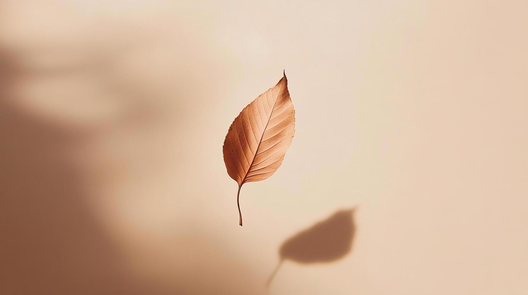 A leaf is shown in the shadow of a wall photo