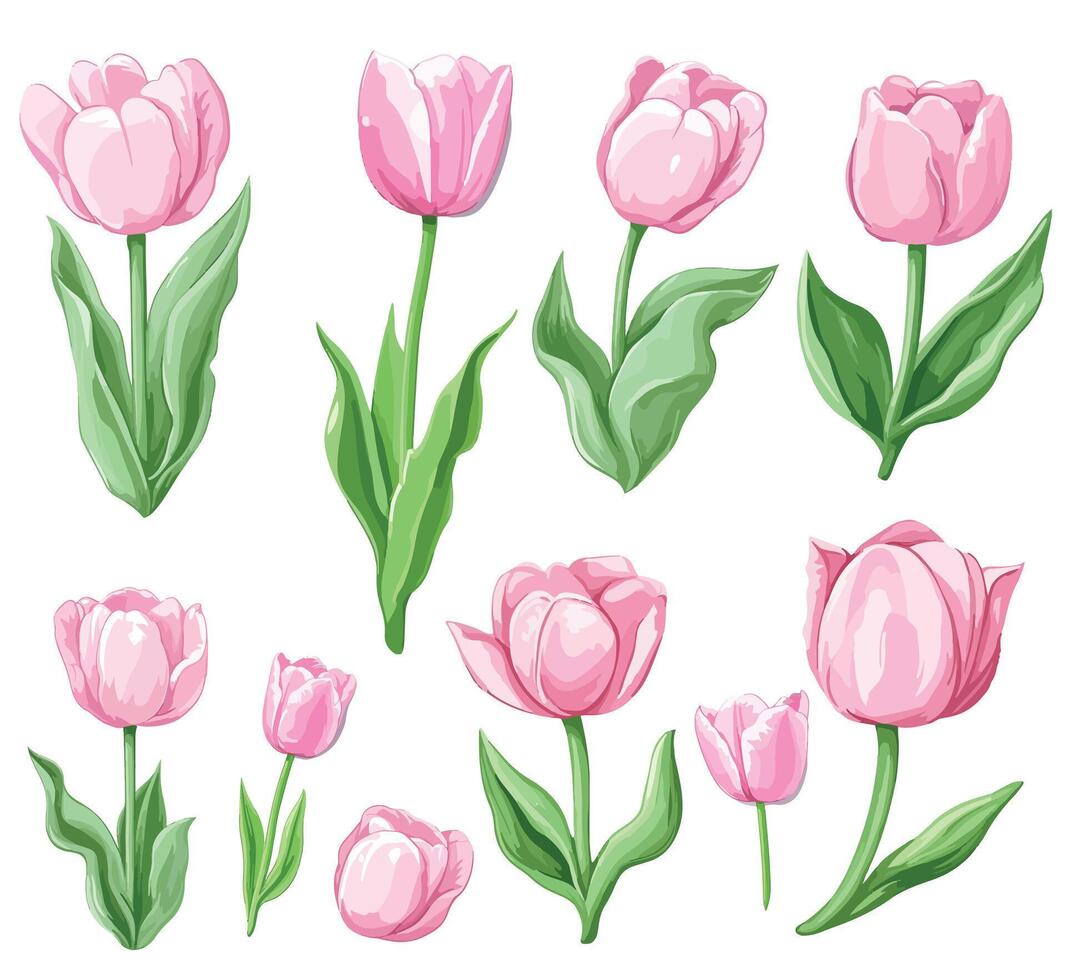 Pink tulips set of flowers, flowers and leaves vector