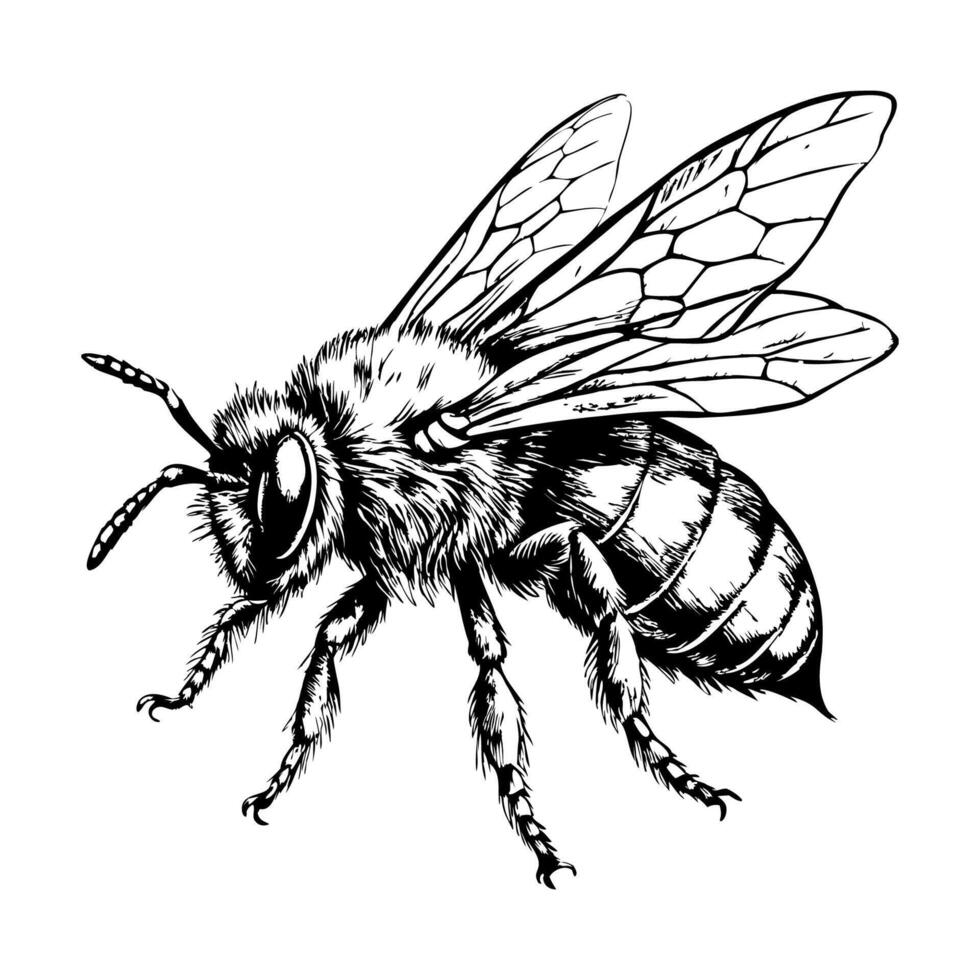 A black and white drawing of a bee vector