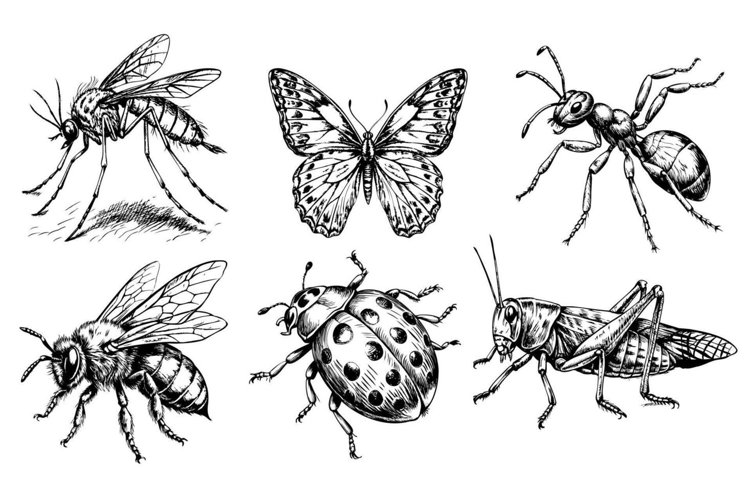 A black and white drawing of six insects vector