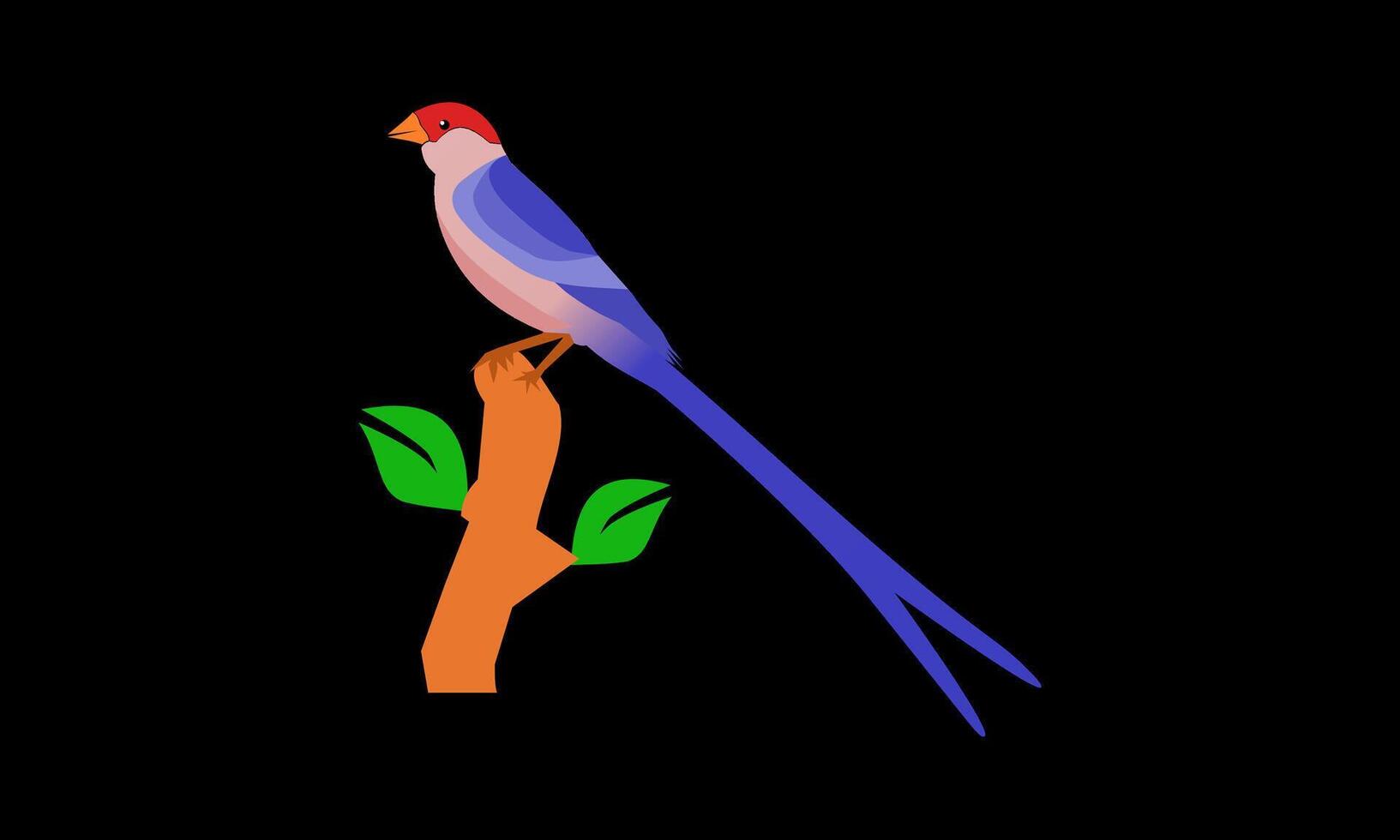 long tail colorful bird vector