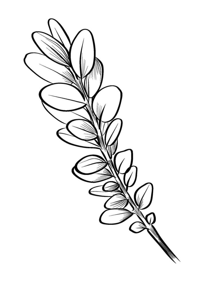 black and white hand-drawn boxwood branches illustration vector