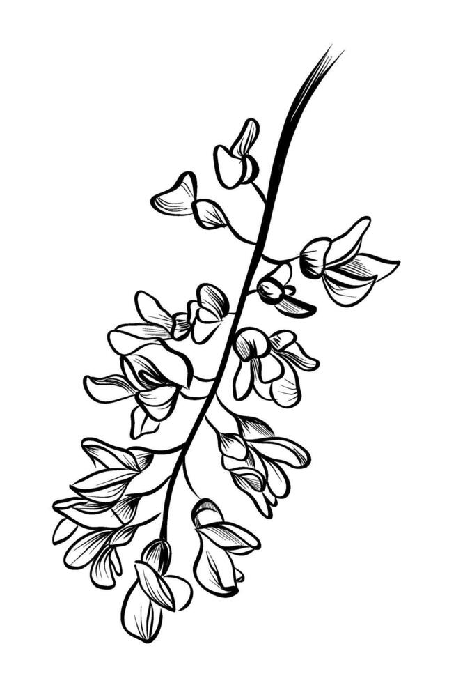 drawing of a blooming acacia tree illustration vector
