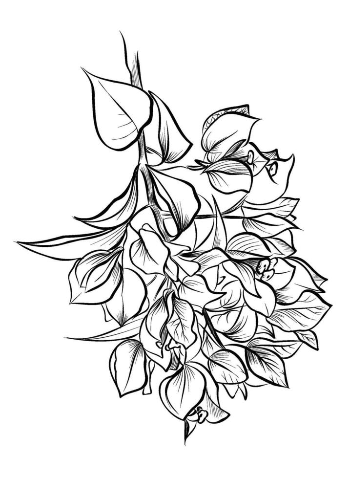 Black and white drawing of a Buagenvilleua flower vector