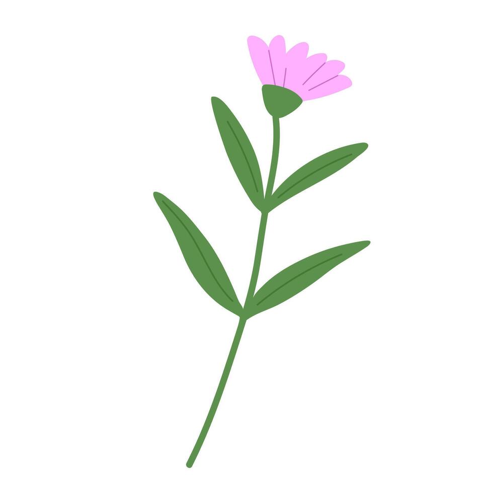 Hand draw daisy illustration. Spring chamomile flower on white background vector