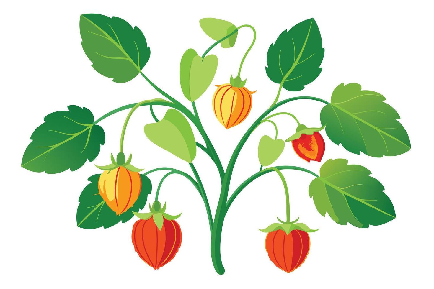 Colorful Cape Gooseberry Plant with Ripe Fruits vector