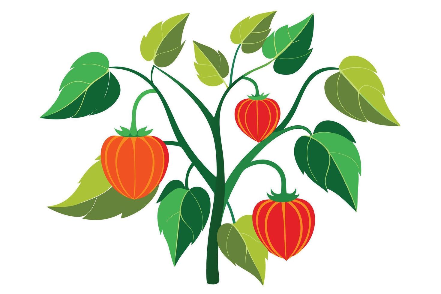 Cape Gooseberry Plant with Ripe Fruits vector
