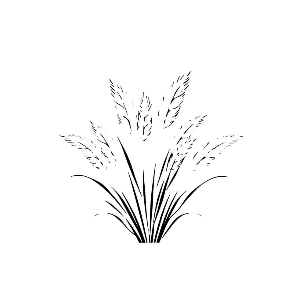 Minimalist Black and White Illustration of Ornamental Grass, Depicting Detailed Plumes and Blades, Set Against a Pure White Background. vector