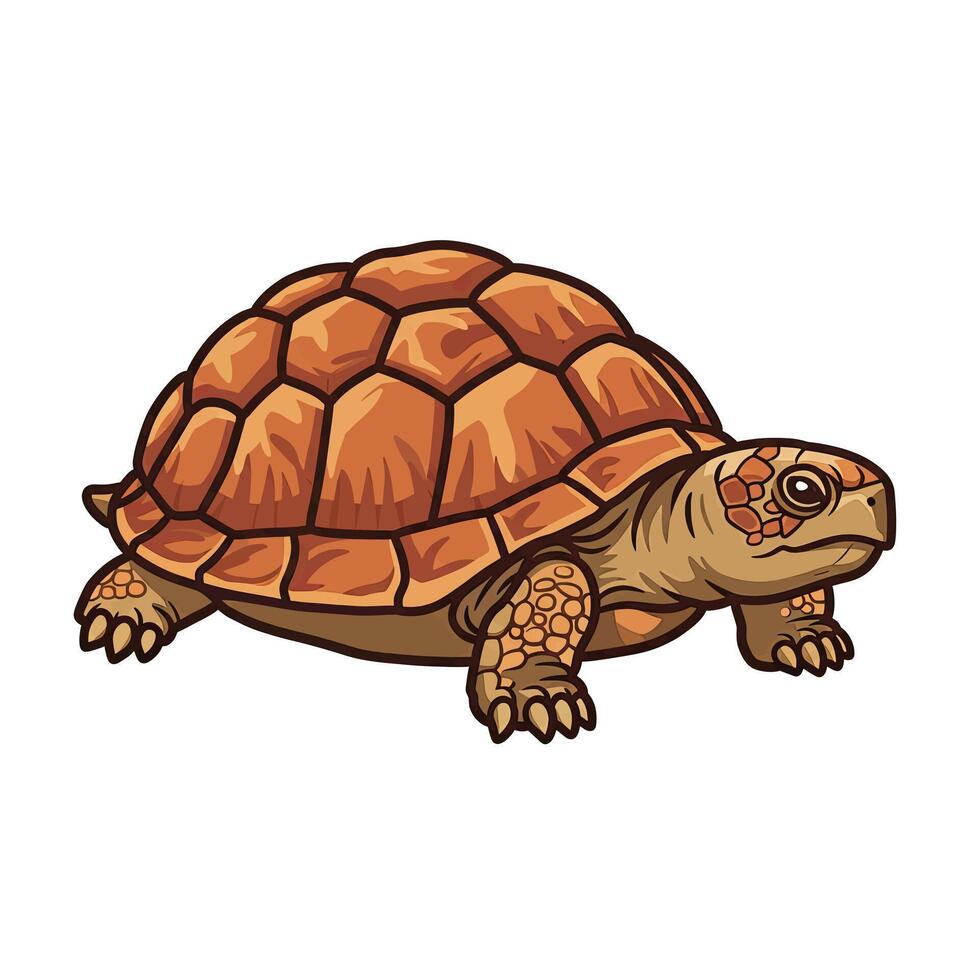 A cartoon turtle on a white background vector