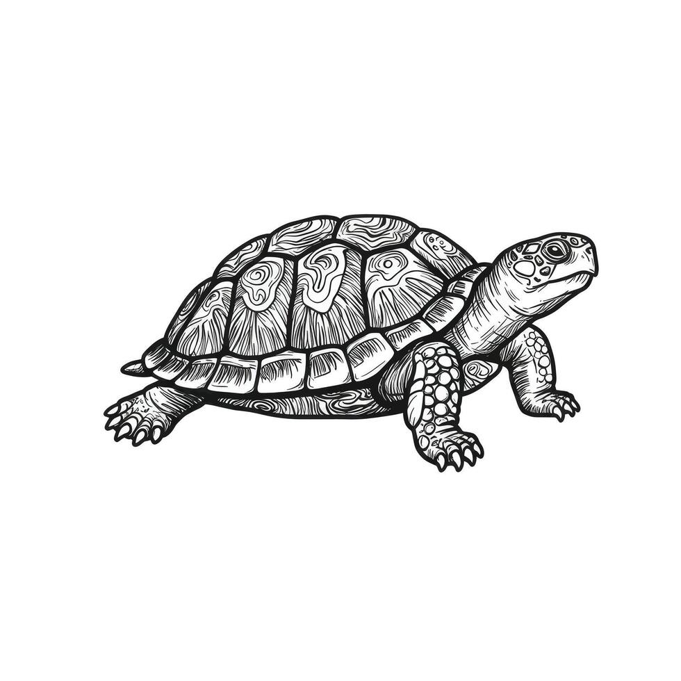 A drawing of a turtle on a white background vector
