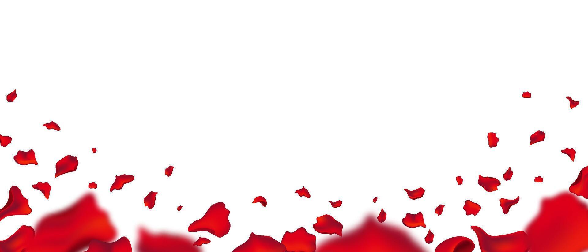 Rose petals raining for festive and romantic designs. vector