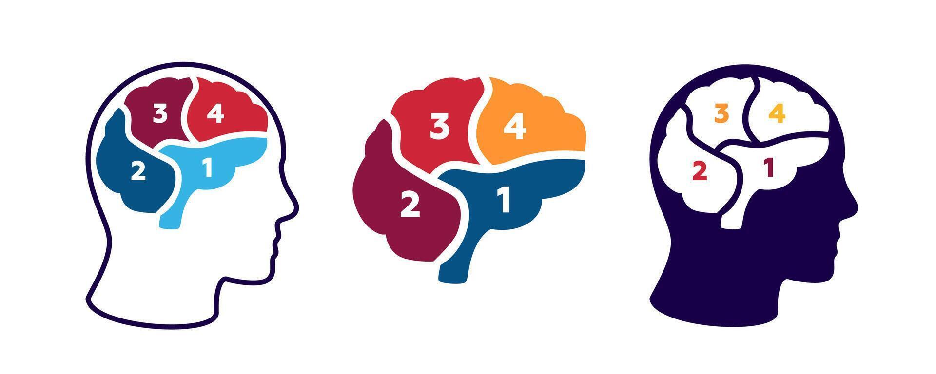 Diagram of the brain with numbered sections in three different artistic styles vector