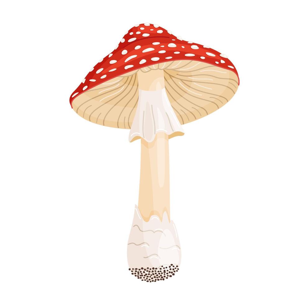 Fly agaric mushroom. Hand drawn trendy flat style isolated icon toadstool Amanita Muscaria, Inedible mushroom. Magic mushroom symbol, autumn and summer woodlander vector