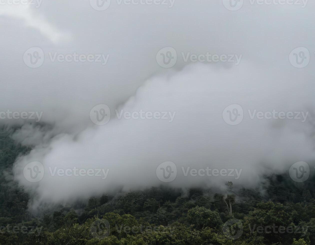 A forest with trees and clouds in the background photo