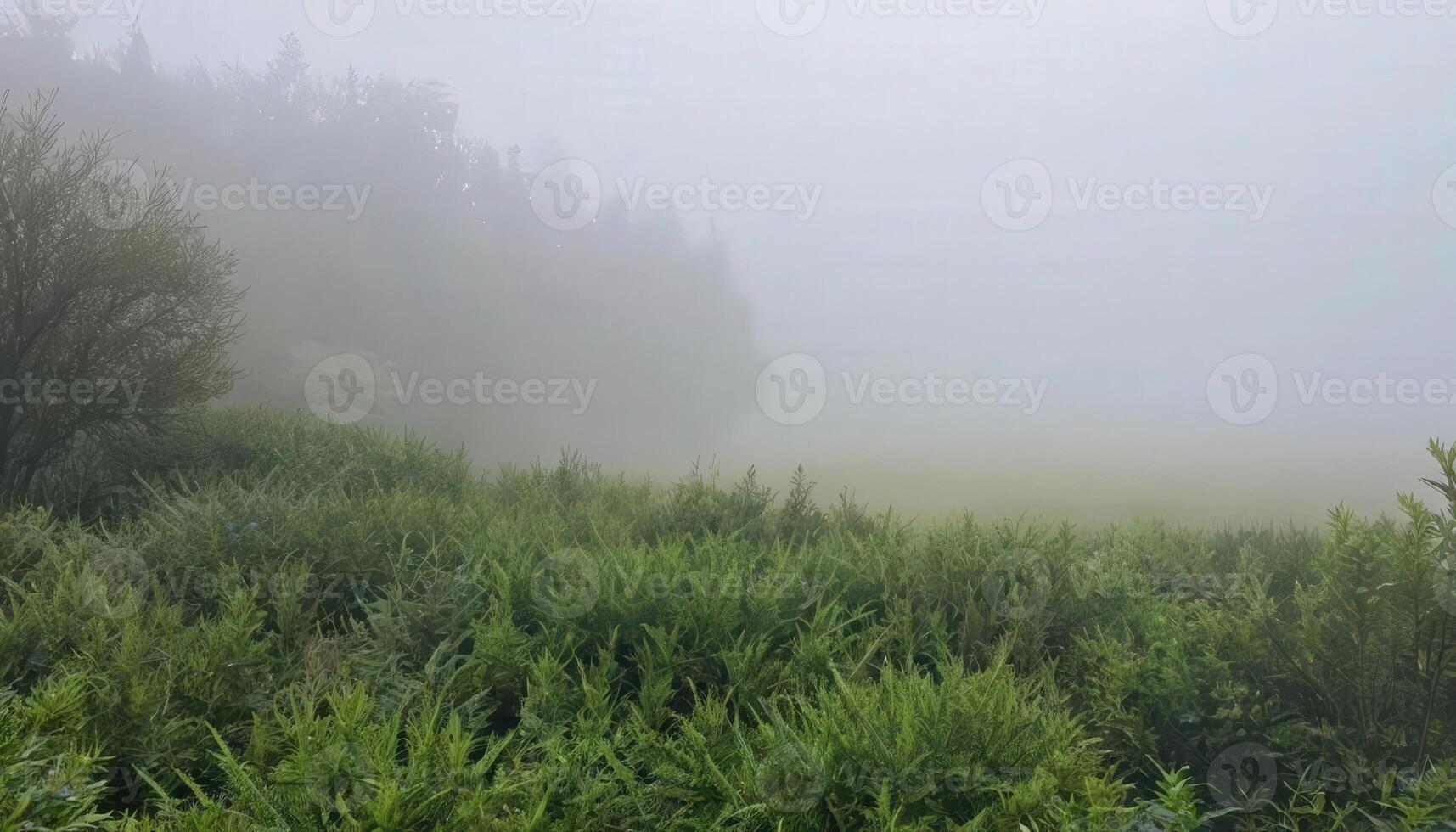 A foggy field with trees and grass photo
