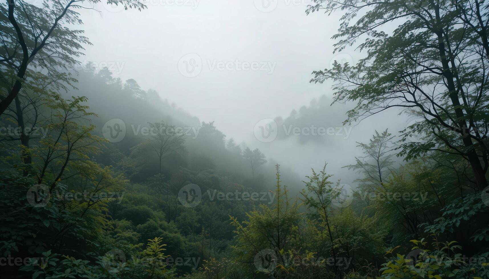 A forest with trees and fog in the background photo