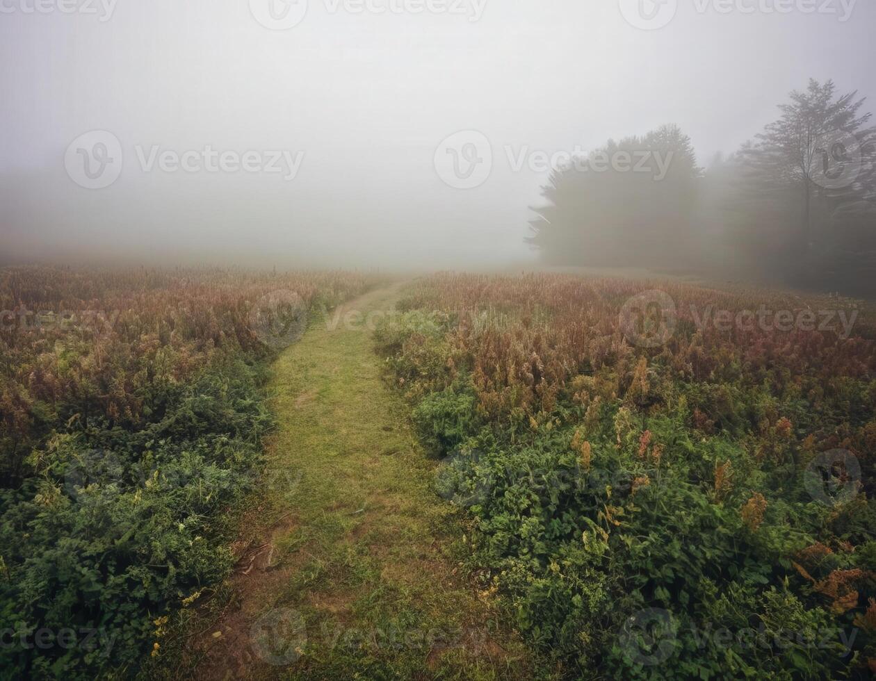 A path in the fog on a mountain photo