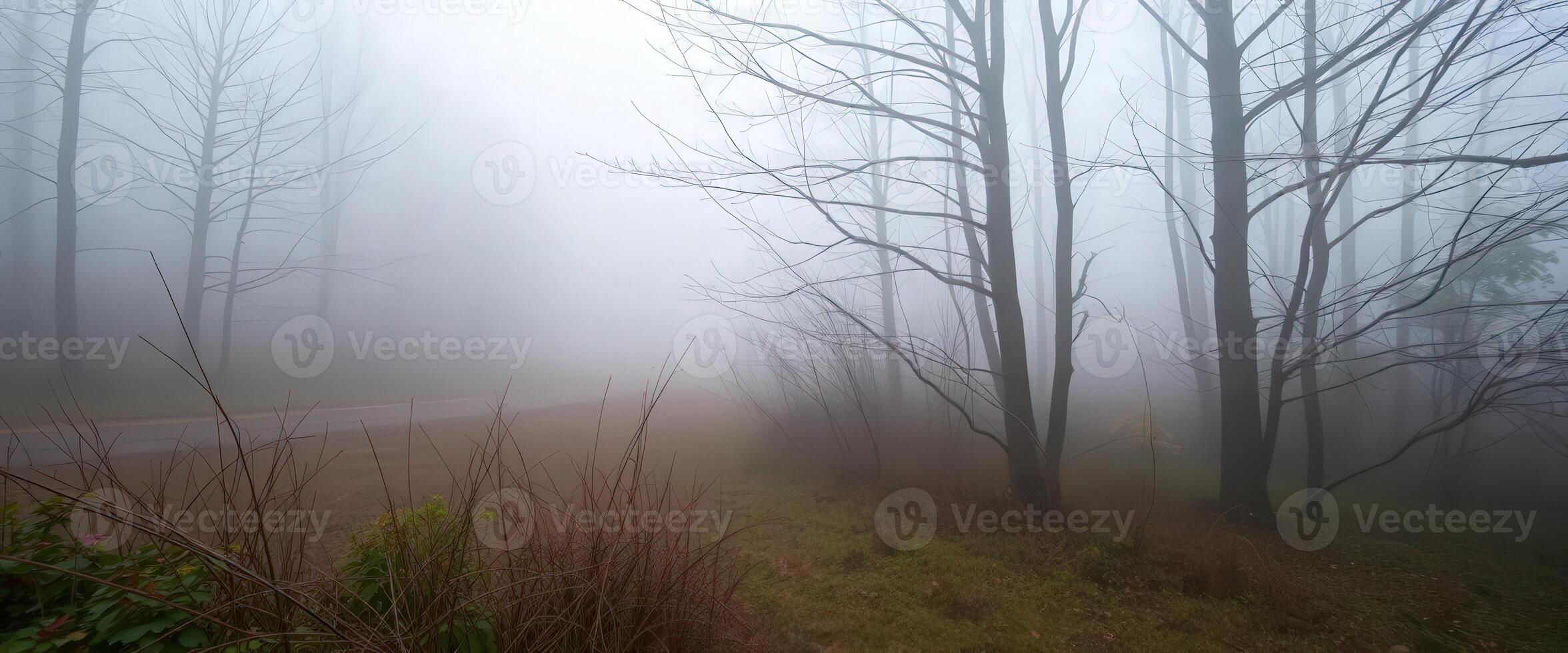 A foggy road in the woods with trees and grass photo