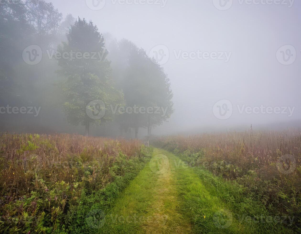 A path through a field with trees and grass photo