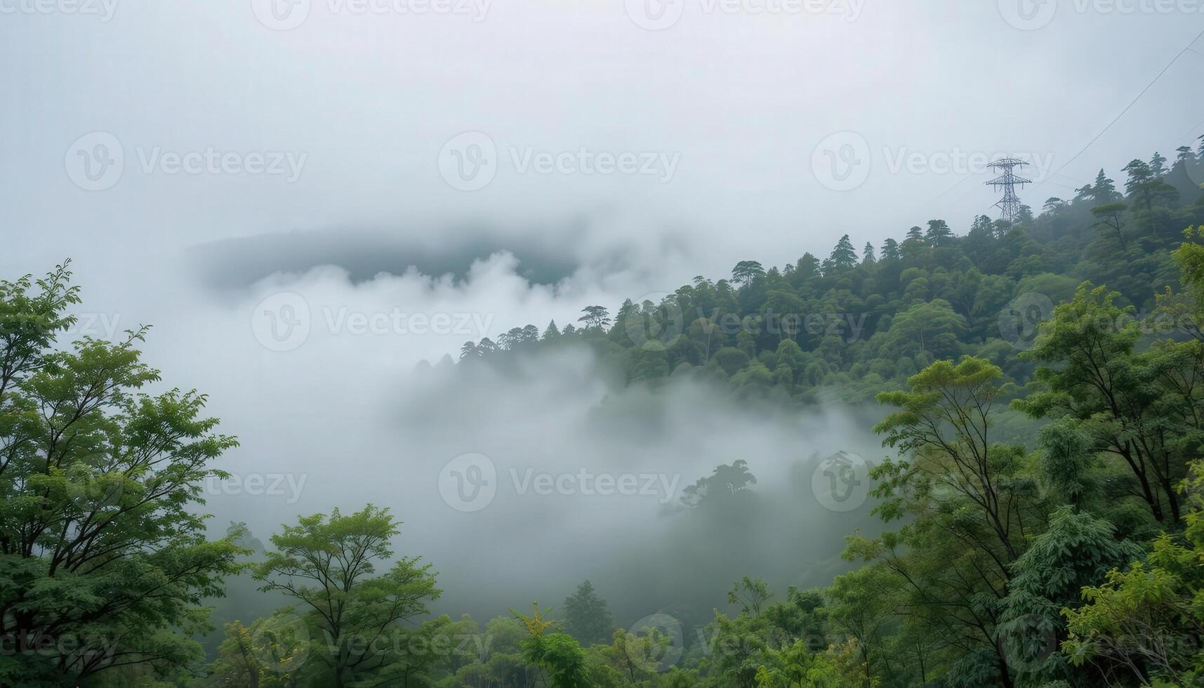 A forested area with trees and fog photo