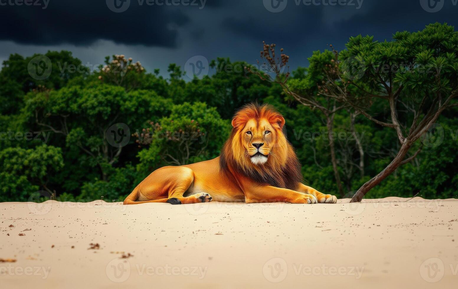 Lion on the beach photo