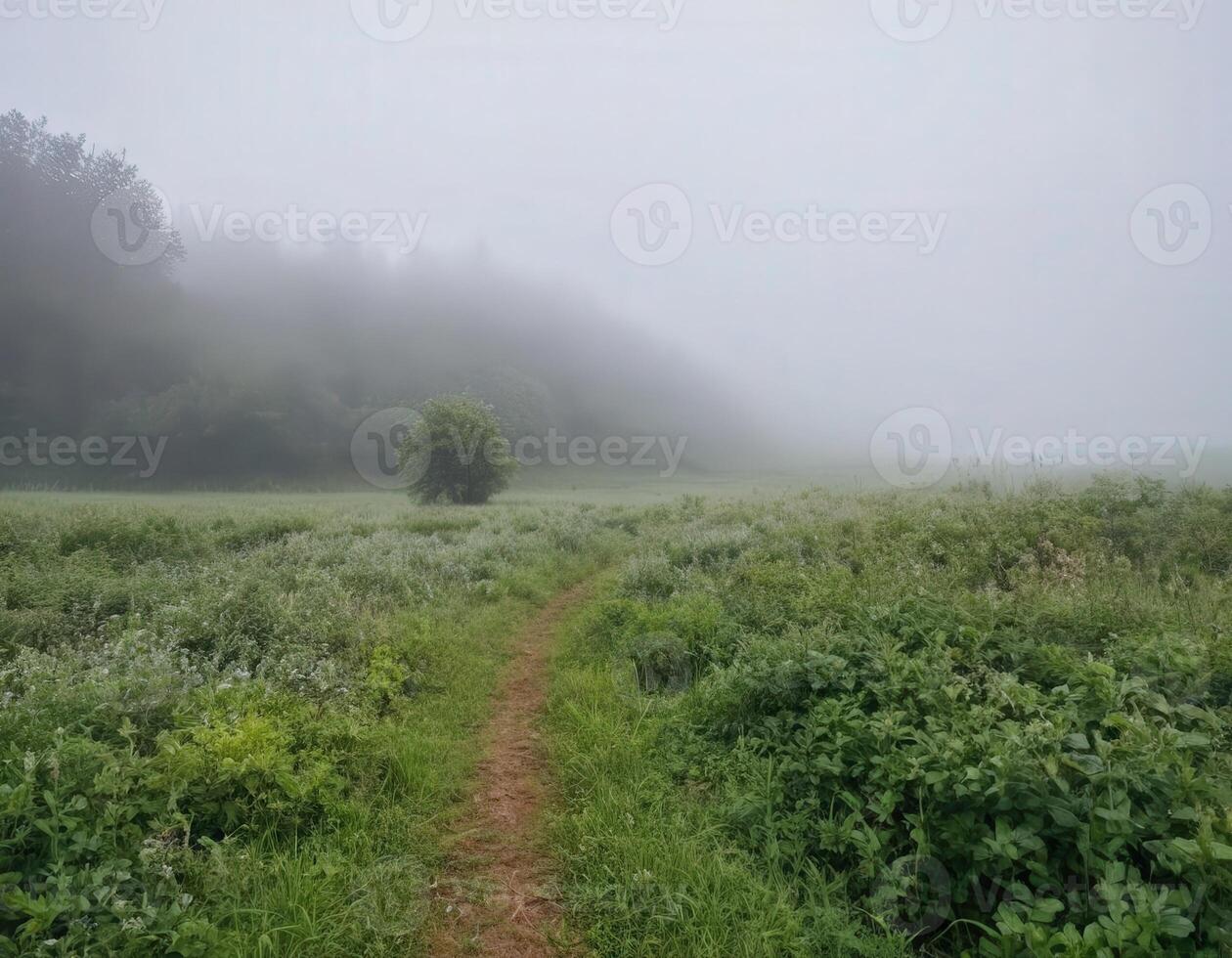 A path through a field with trees and grass photo
