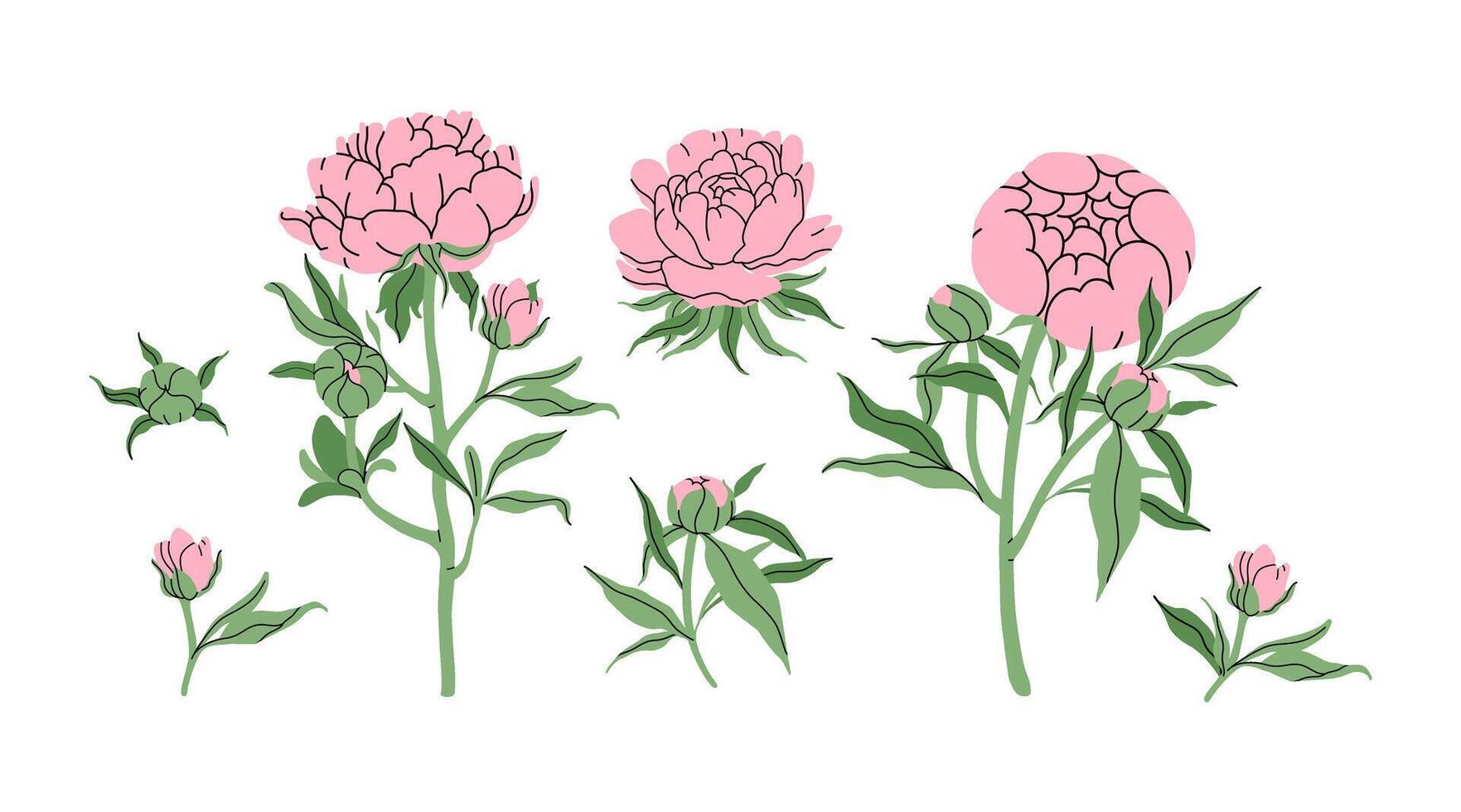 Set of hand drawn peonies. Delicate pink flowers, buds, twigs and leaves. Fashion minimalist flower. Elegant botanical spring decor for your design, garden and flower shop. flat illustration. vector