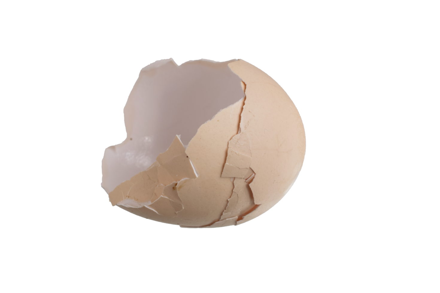 egg shell isolated png