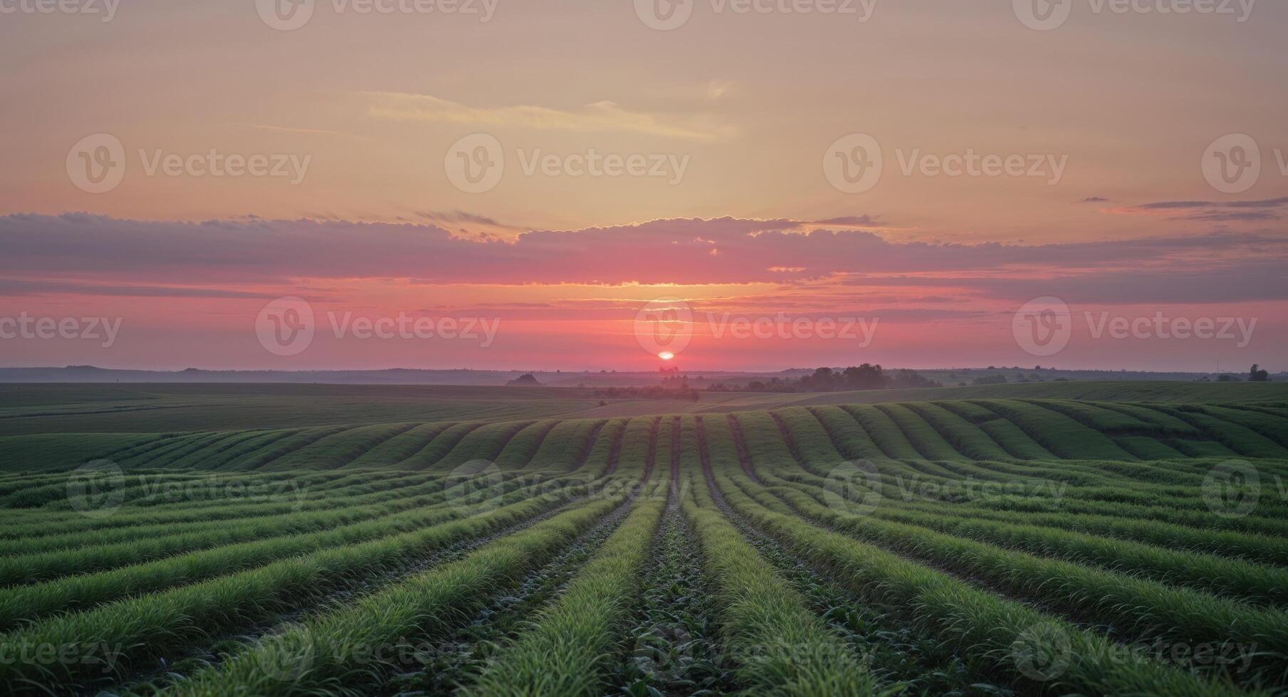 A corn field at sunset photo