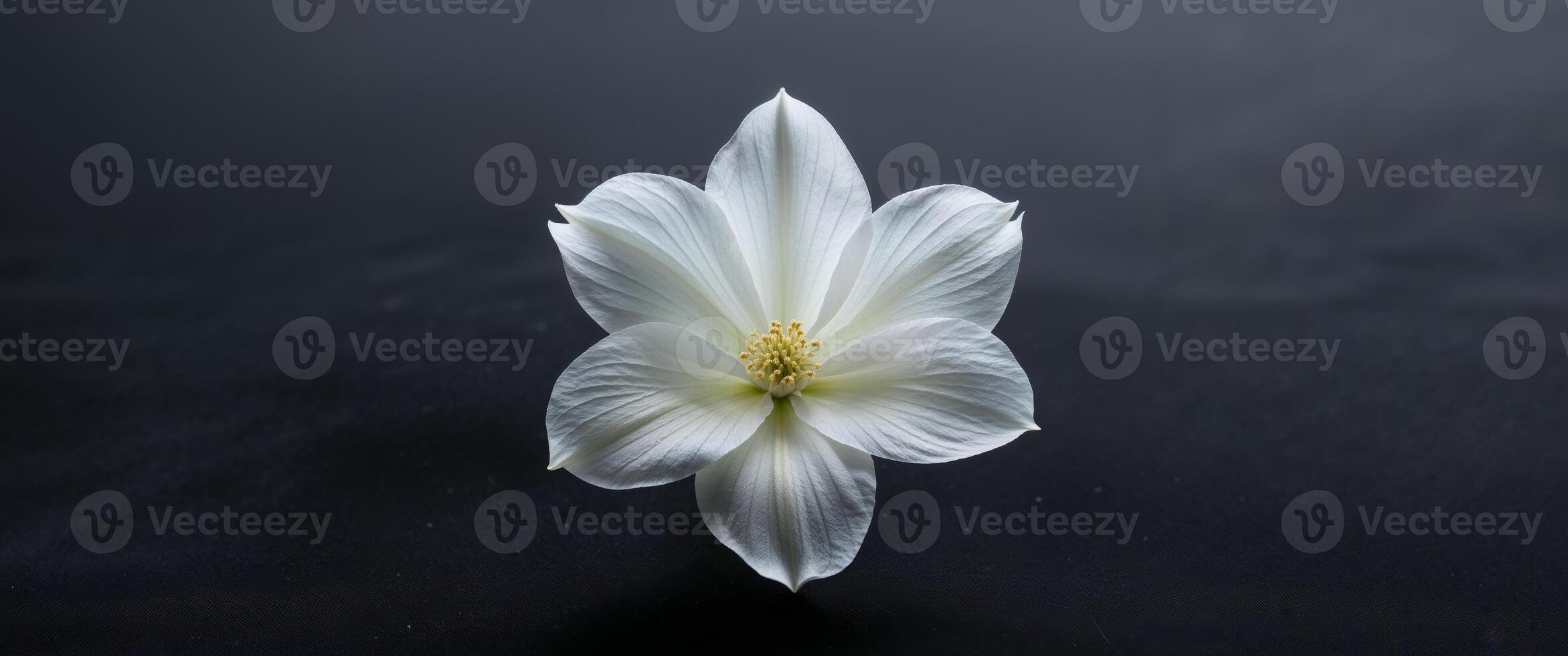 A white flower is in the center of a black background. photo