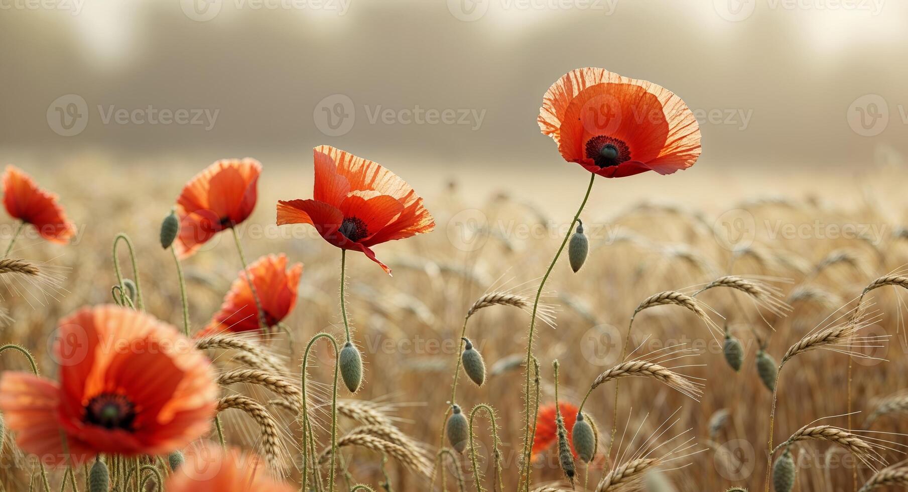 Red poppies in a field of wheat photo