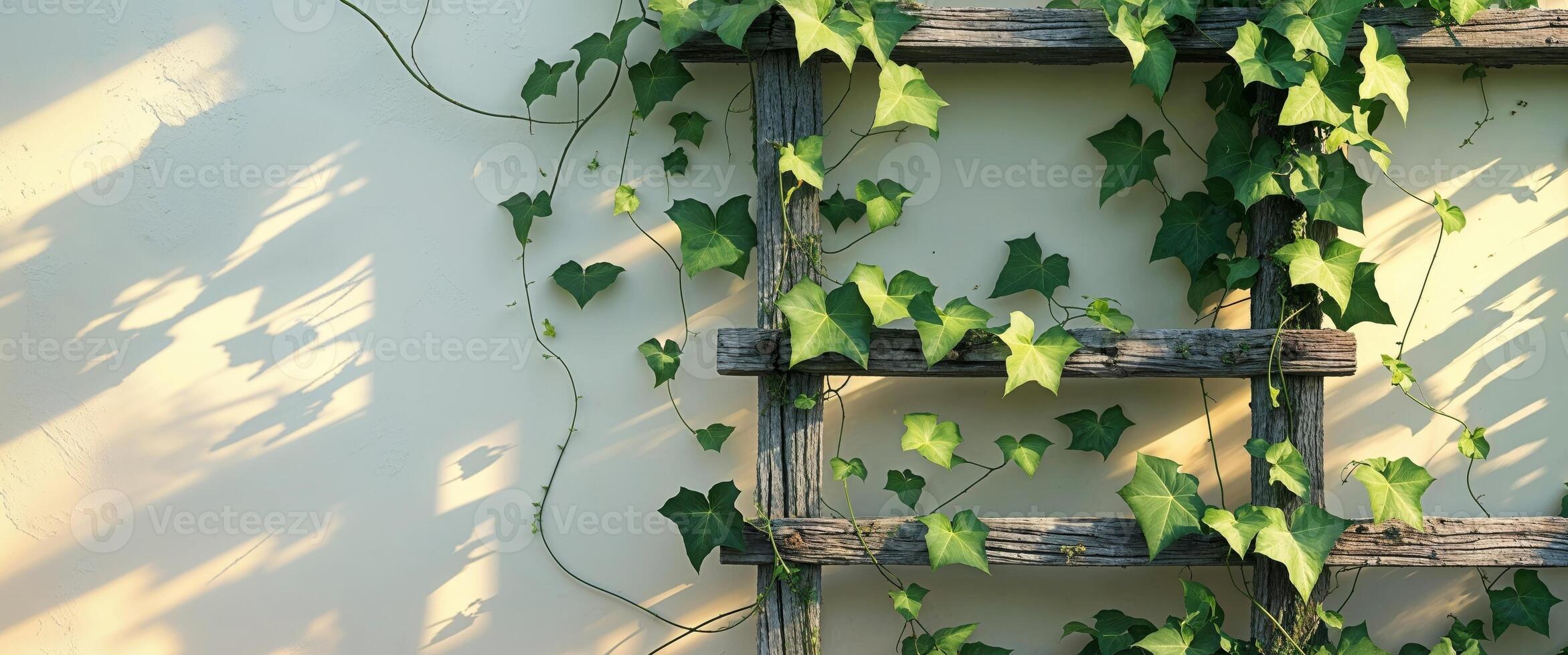 Lush Green Ivy Climbing on Wooden Trellis in a Serene Garden Setting photo