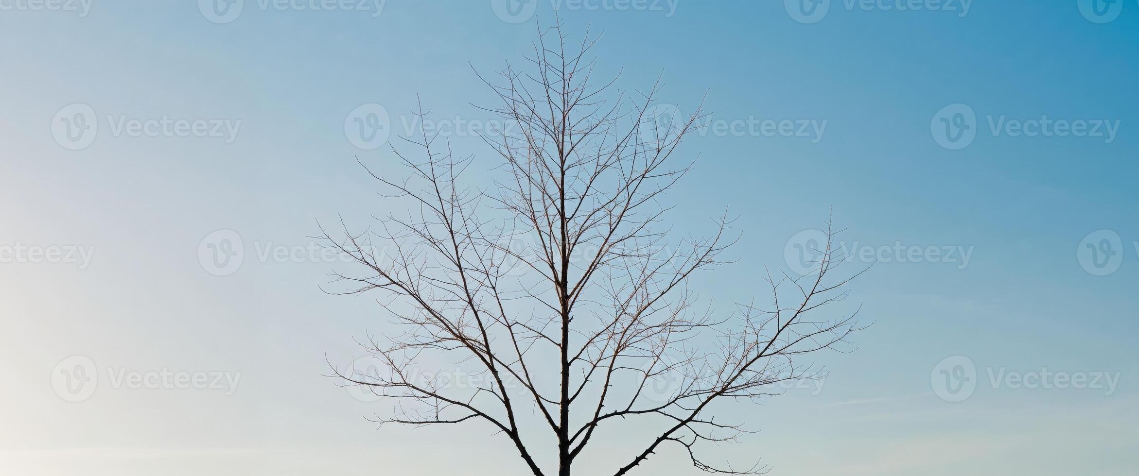 A lone tree in a field photo