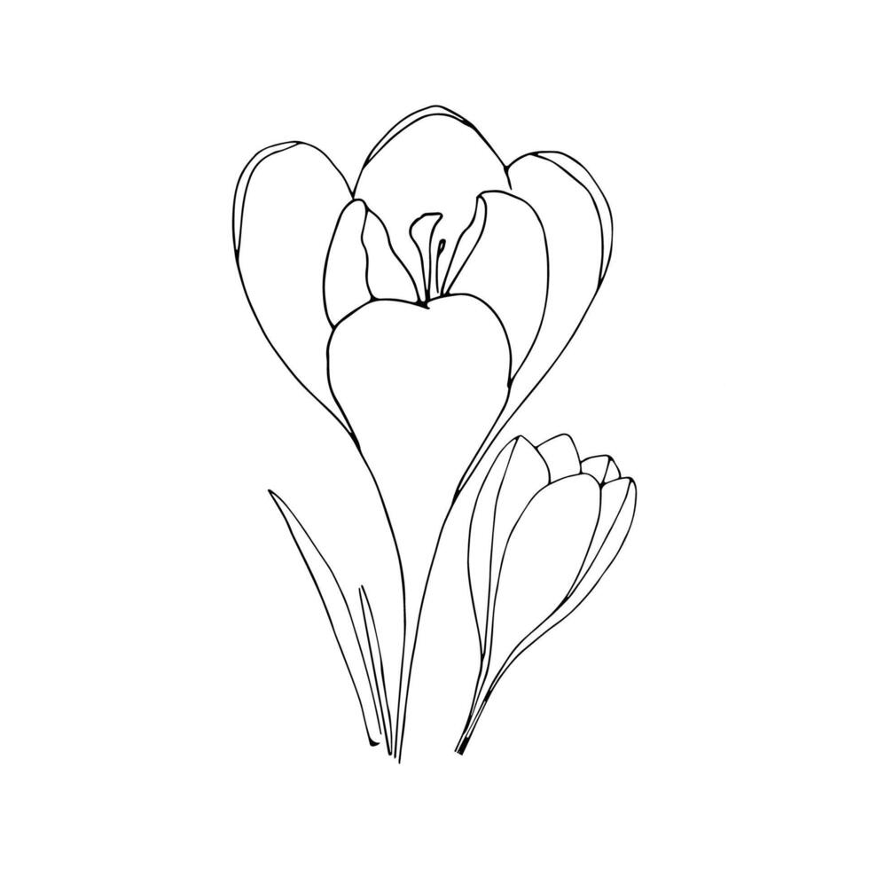 Set of crocuses in hand drawn style on an isolated white background. vector