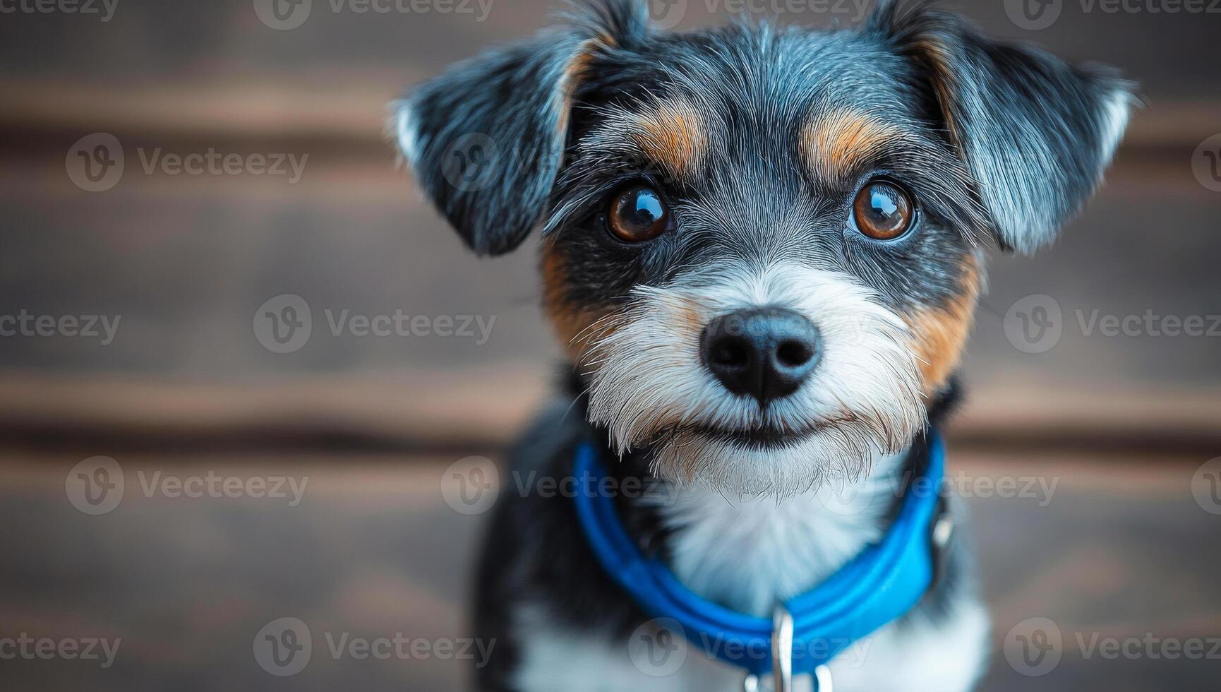 A small dog with a blue collar is staring at the camera. The dog has a black nose and brown and black fur photo
