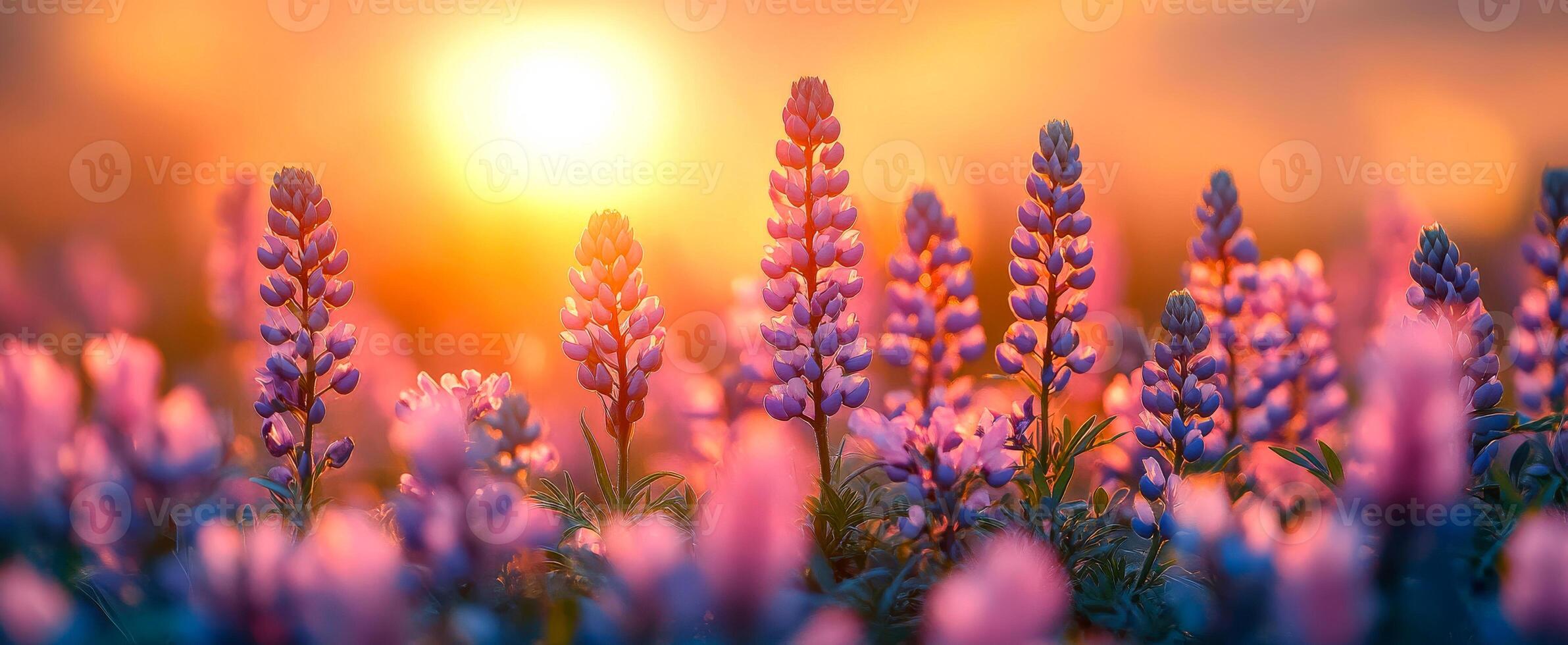 A field of purple flowers with a sun in the background. photo