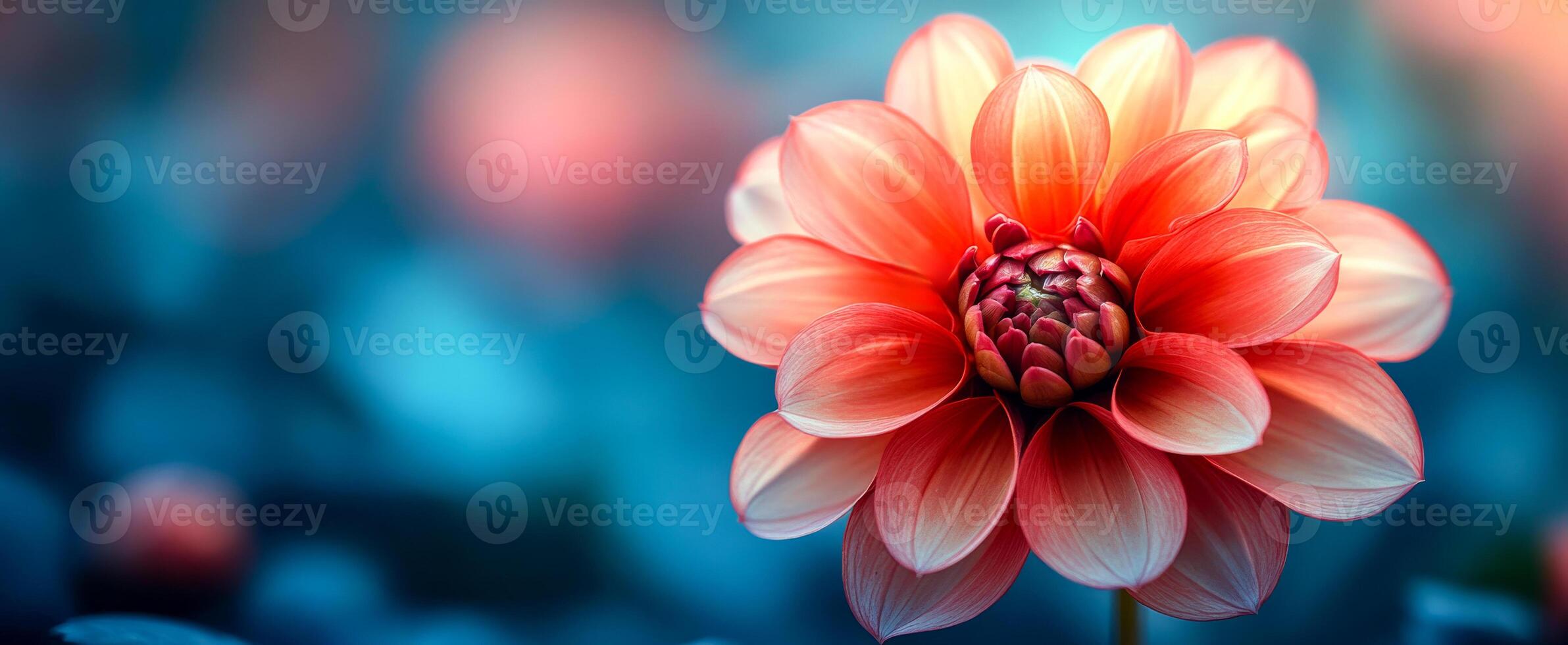 Beautiful dahlia blooming in soft light. A vibrant dahlia flower opens its petals under gentle, diffused light in a serene garden setting. photo