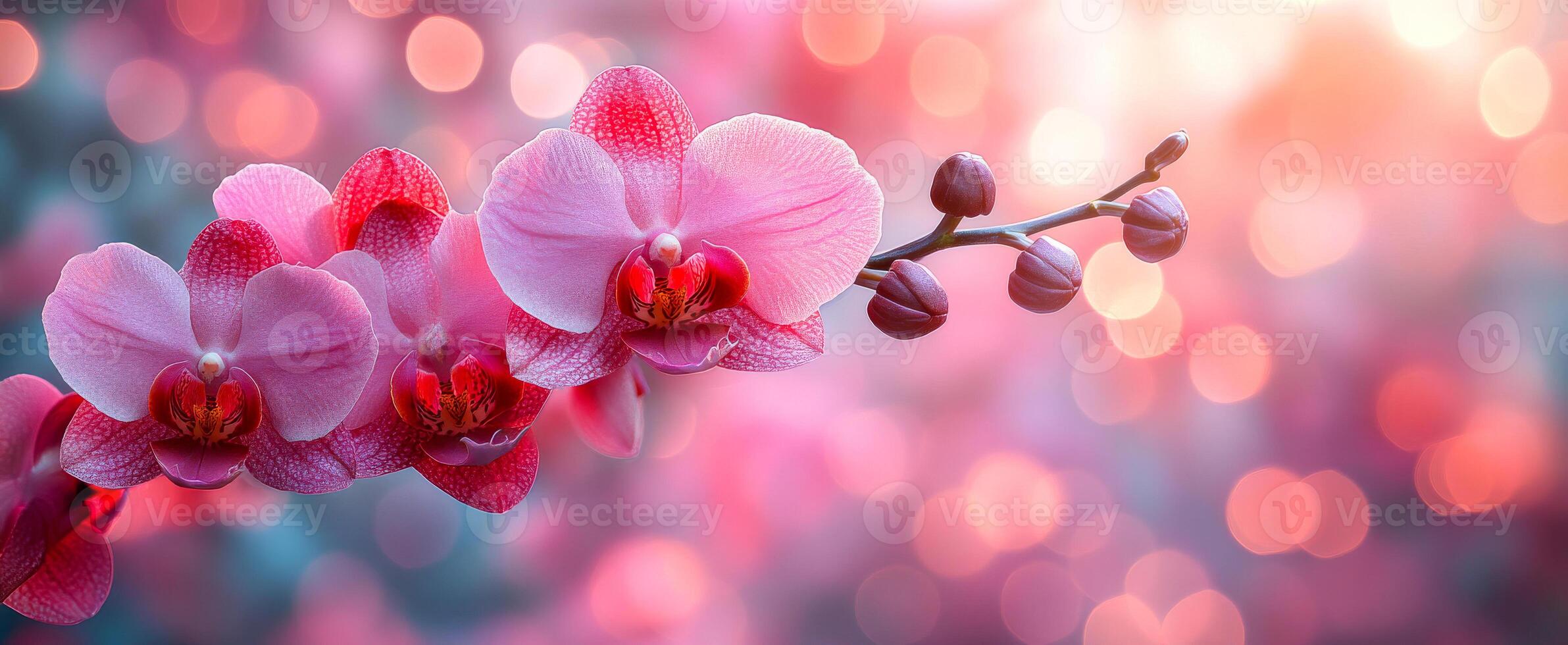 Stunning pink orchids in a soft light. Pink orchids bloom gracefully in soft light, with bokeh effects adding to the tranquil atmosphere. photo