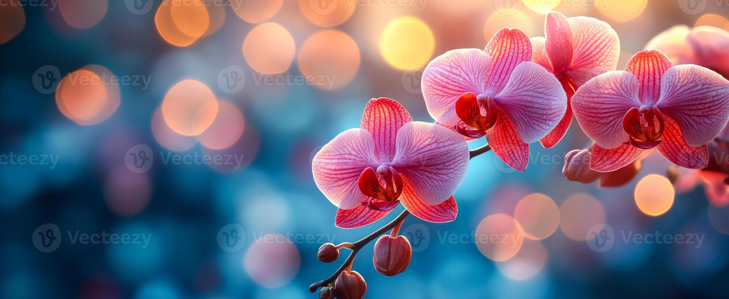 Pink orchids with soft bokeh. Delicate pink orchids bloom gracefully with a charming bokeh backdrop of soft, warm lights during twilight. photo