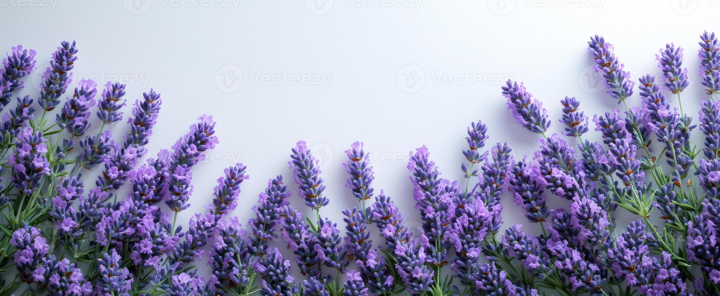 Lavender blooms on light surface. Bright purple lavender flowers are artfully arranged, highlighting their details and greenery on a light background. photo